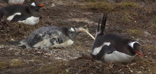 Los pingüinos son adorables, pero también son máquinas de disparar heces